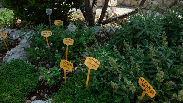 Garden signs identifying various plants.