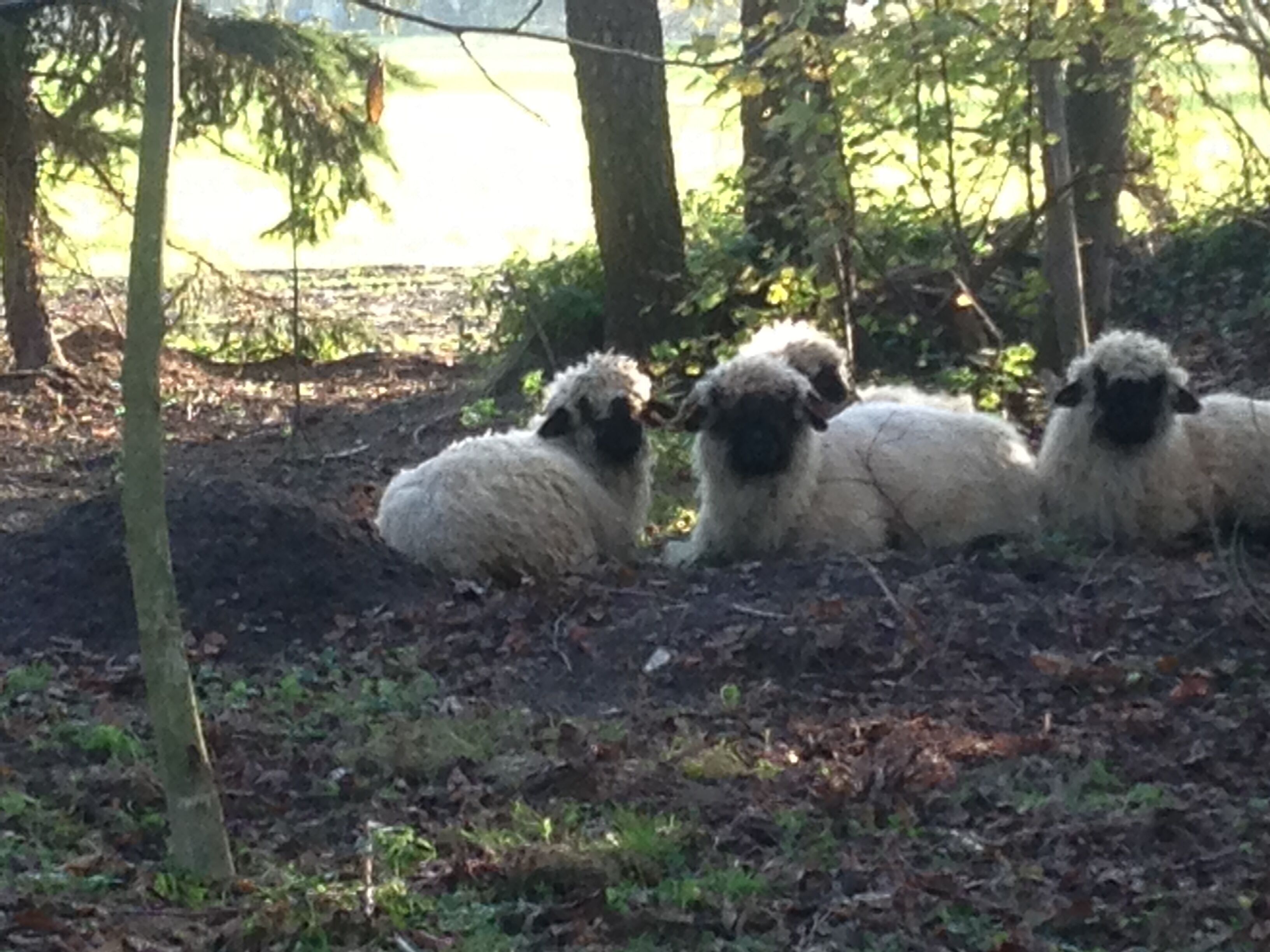 A group of sheep resting in a wooded area with trees and leaf-covered ground.
