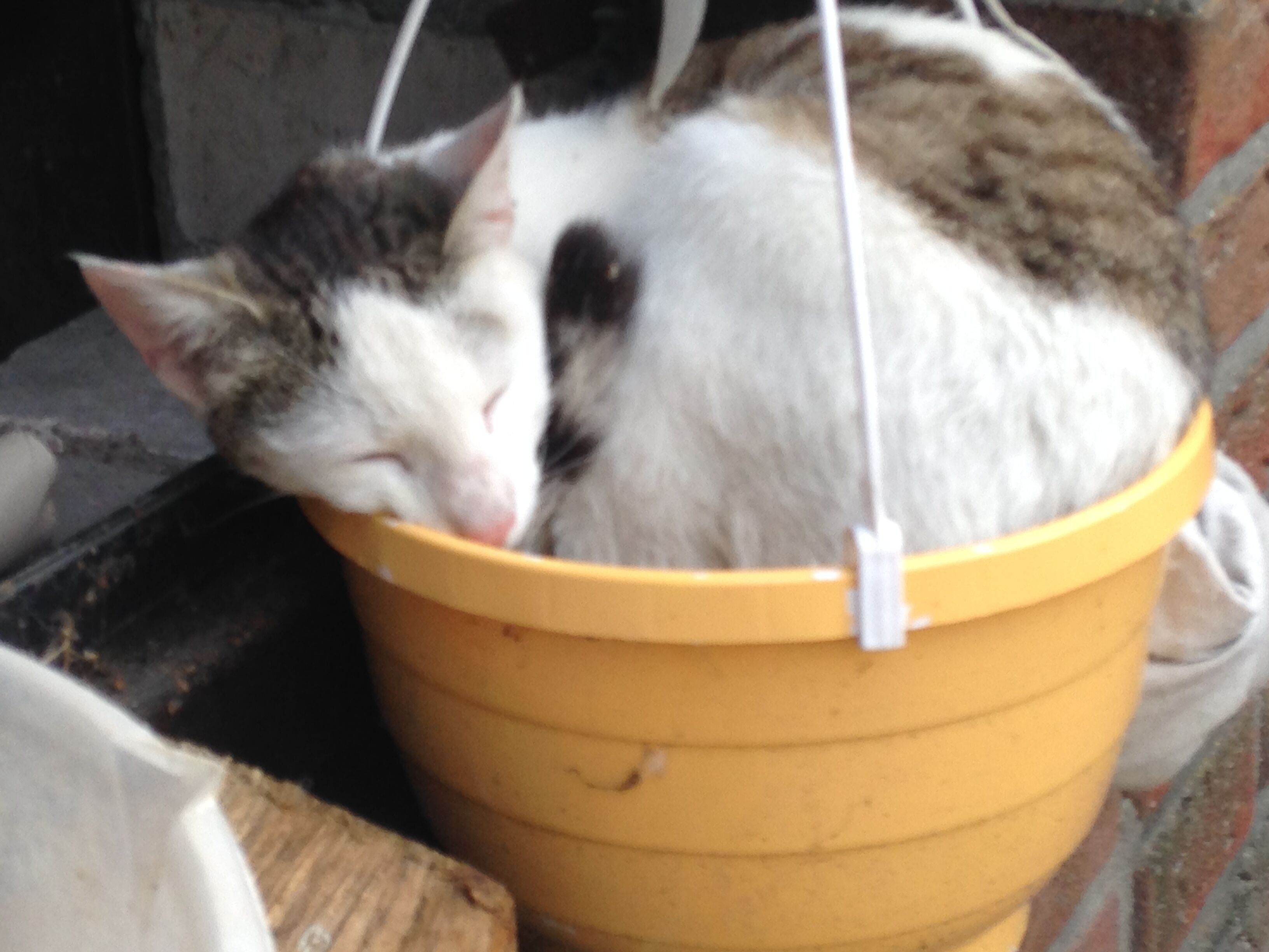 A cat sleeping inside a yellow bucket.
