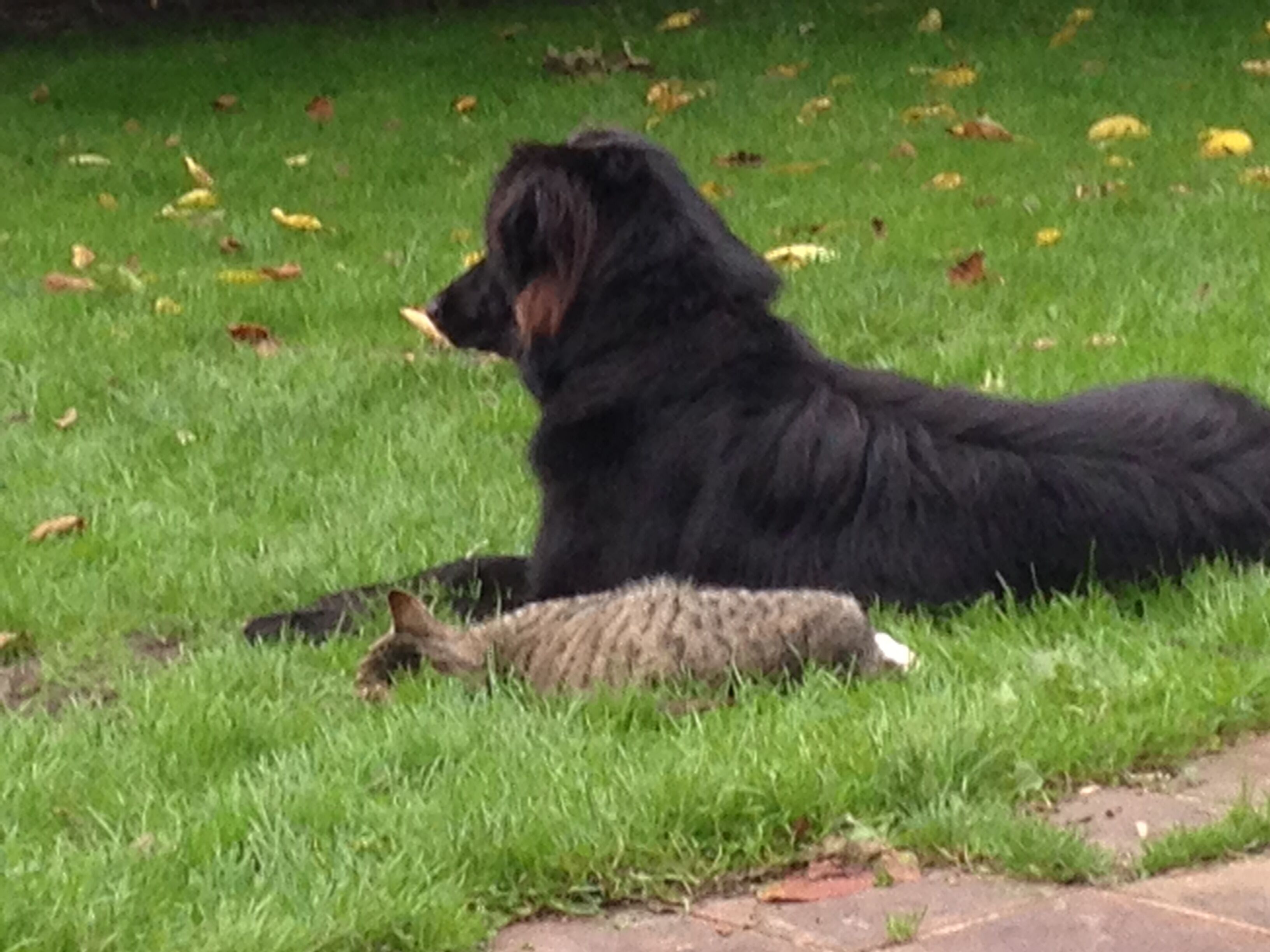 Ein schwarzer Hund liegt auf Gras, in der Nähe befindet sich eine Katze.