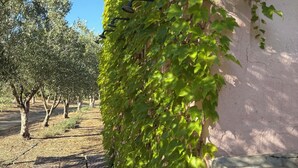 A sign reading "SHOFTS" on a wall covered with green ivy. - Castiadas, typical Sardinian private villa with swimming pool and garden (Castiadas)