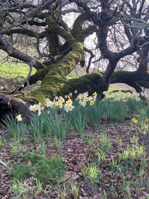 A tree with moss-covered branches and daffodils in the foreground.