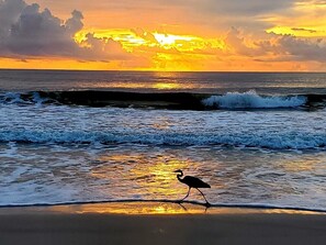 Plage à proximité, chaises longues, serviettes de plage