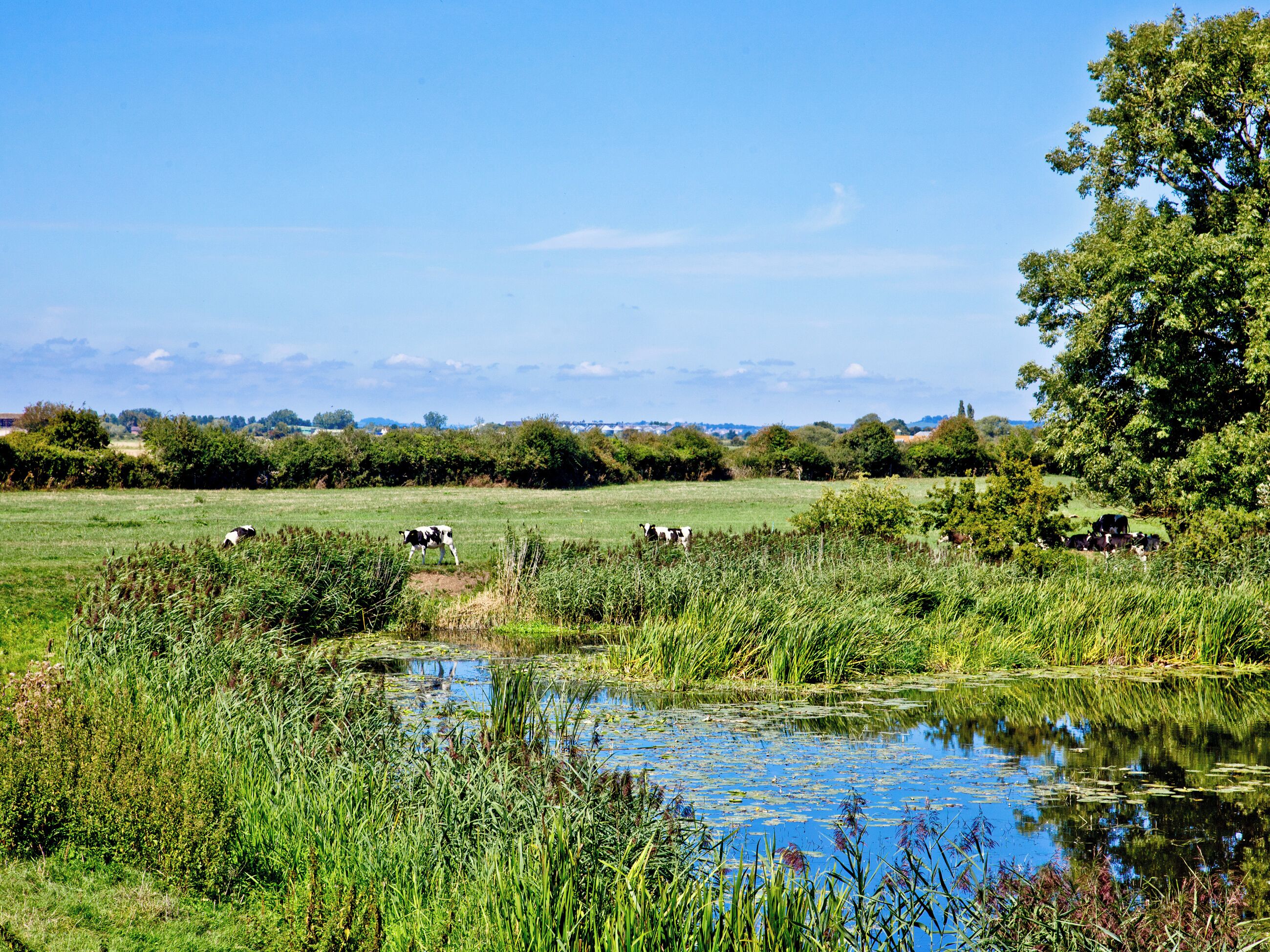 A rural landscape with a pond, greenery, and cows grazing.