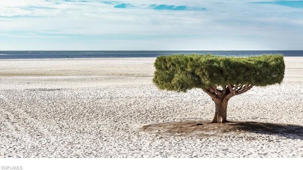 A solitary tree on a pebble beach with a clear sky. - Fort Myers Beach front Condo with amazing view of Gulf (Fort Myers Beach)