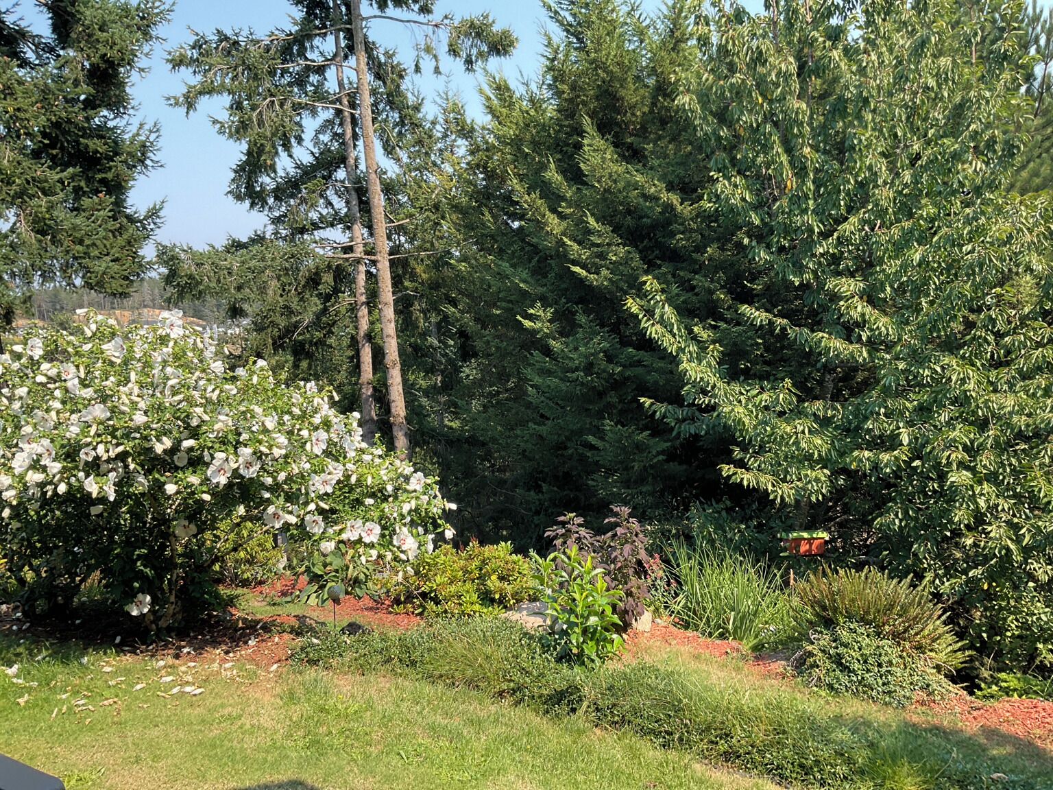 Een tuin met verschillende planten en bomen, waaronder een grote conifeer en een bloeiende struik.