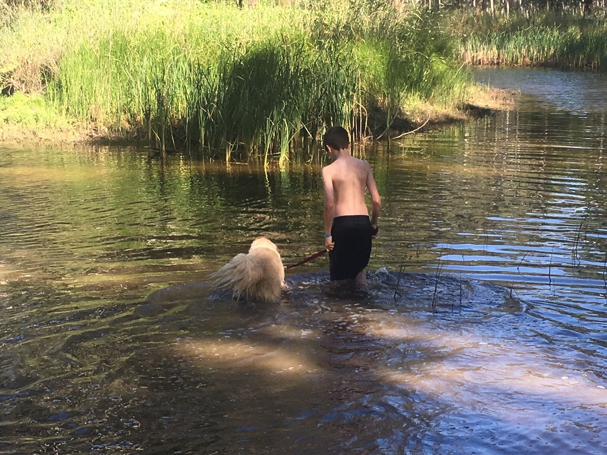 A person wading through a shallow river with a dog.