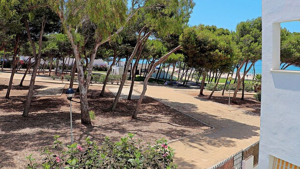 A row of trees with a paved walkway and a white building in the background.