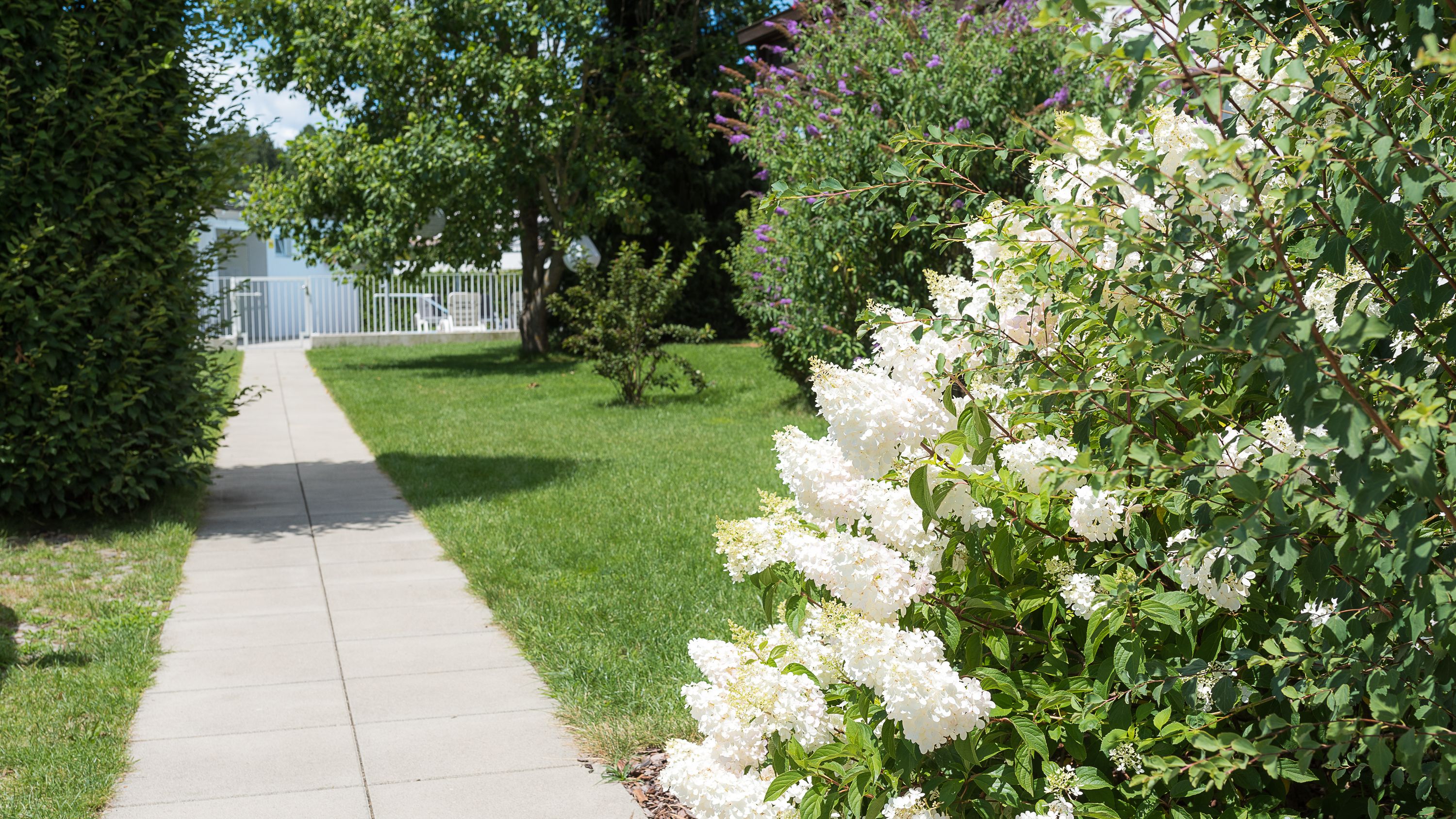 A pathway leading to a house with a well-maintained lawn and flowering shrubs.