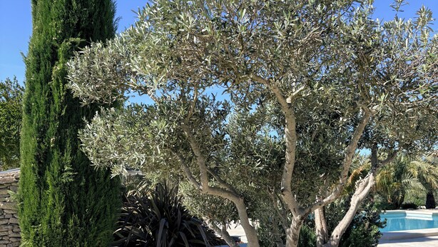 Un jardin aménagé avec un grand arbre à feuilles persistantes, un arbre plus petit aux feuilles argentées et de gros rochers.