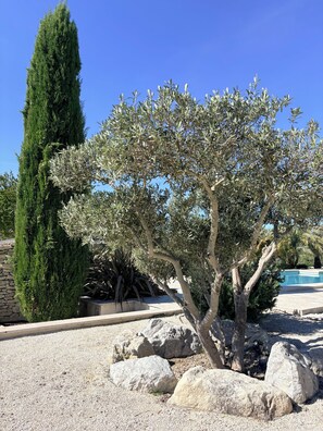 A landscaped garden with a tall coniferous tree, a smaller tree with silvery foliage, and large rocks. - In the heart of Provence, the House of Friends offers you a haven of peace. (Maillane)