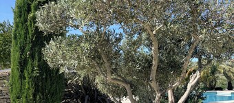 In the heart of Provence, the House of Friends offers you a haven of peace.