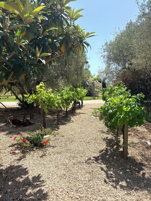 Property grounds - In the heart of Provence, the House of Friends offers you a haven of peace. (Maillane)
