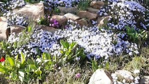En rustik trälusthus med ett bord och bänkar i sten, omgivet av en trädgård med olika sorters blommor och ett träd med vita blommor.