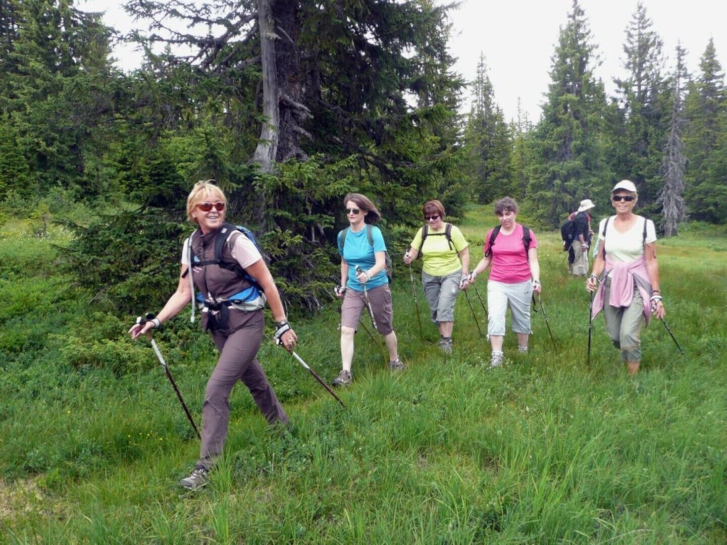 Eine Gruppe von Wanderern in einem bewaldeten Gebiet mit hohen Bäumen und grünem Gras.