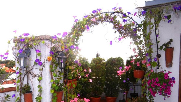 Een tuin met diverse potplanten en bloemen, een metalen bank en een betegeld pad.