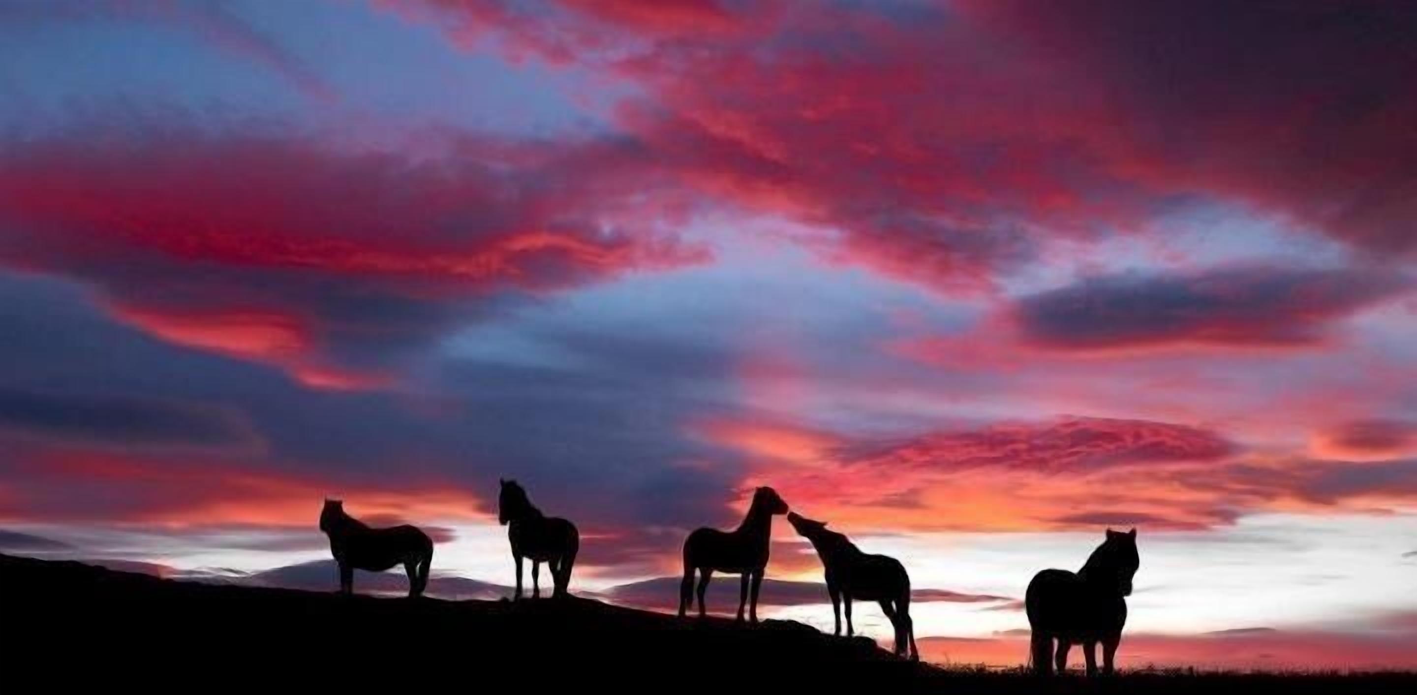 Silhuetas de cavalos contra um céu ao pôr do sol.