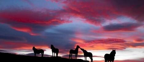 Silhuetas de cavalos contra um céu ao pôr do sol.