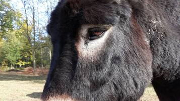 A close-up of a donkey's face with a white muzzle and dark fur, set against a background of trees and a clear sky.