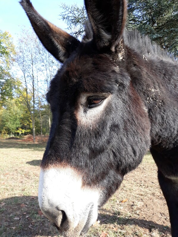 Primer plano del rostro de un burro con hocico blanco y pelaje oscuro, sobre un fondo de árboles y cielo despejado.