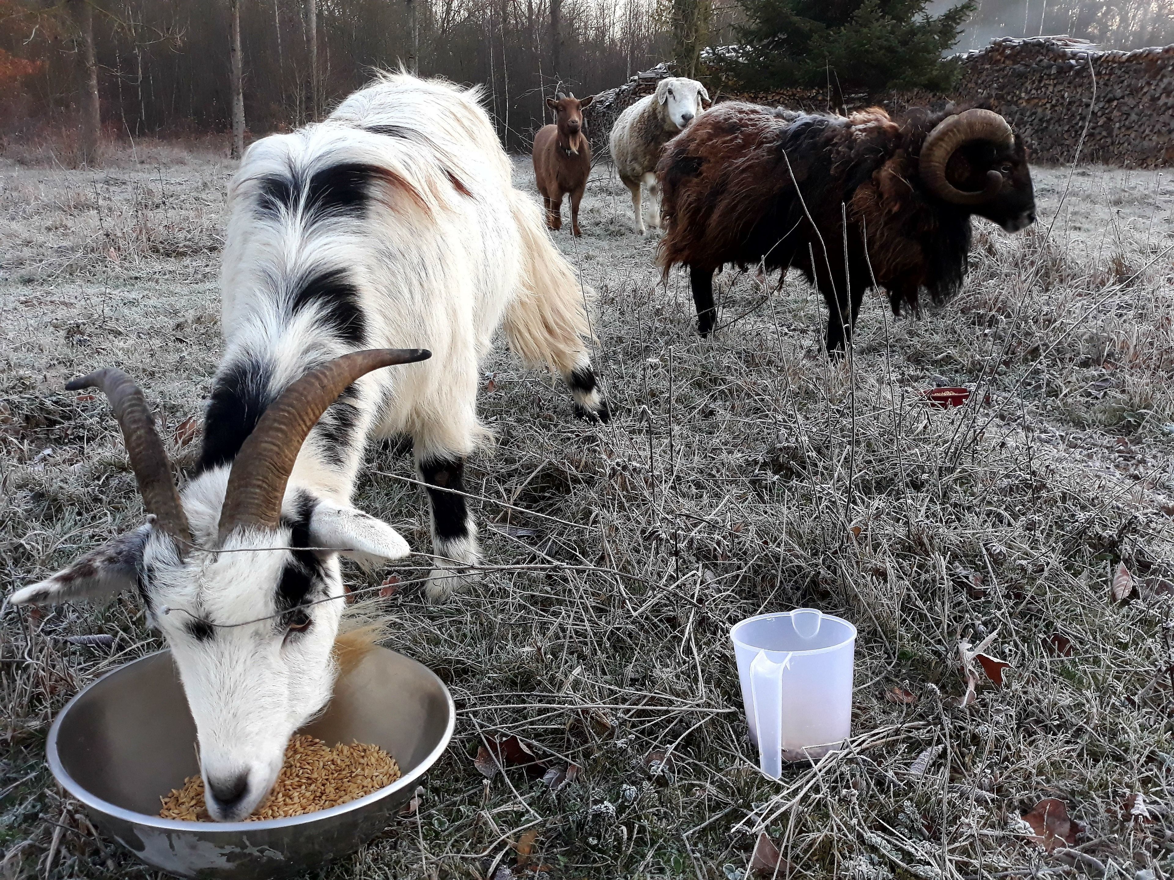 Una cabra comiendo de un tazón metálico en un campo cubierto de hierba, con otras cabras y una cerca de madera al fondo.