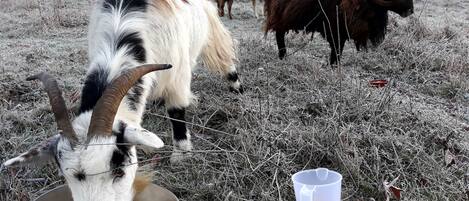 Una cabra comiendo de un tazón metálico en un campo cubierto de hierba, con otras cabras y una cerca de madera al fondo.