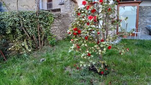 Un jardín con rosales frente a un edificio de piedra con balcones.