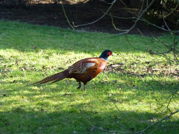 A pheasant standing on grass. - Chicken Coop, Cottage, Fishing Lakes Nr Cleethorpes, Adults Only Pet Friendly (Lincolnshire)