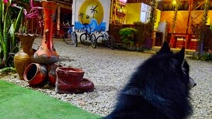A dog looking towards a building with a mural and bicycles parked outside. - Hostal Tierra y Mar (Manglaralto)