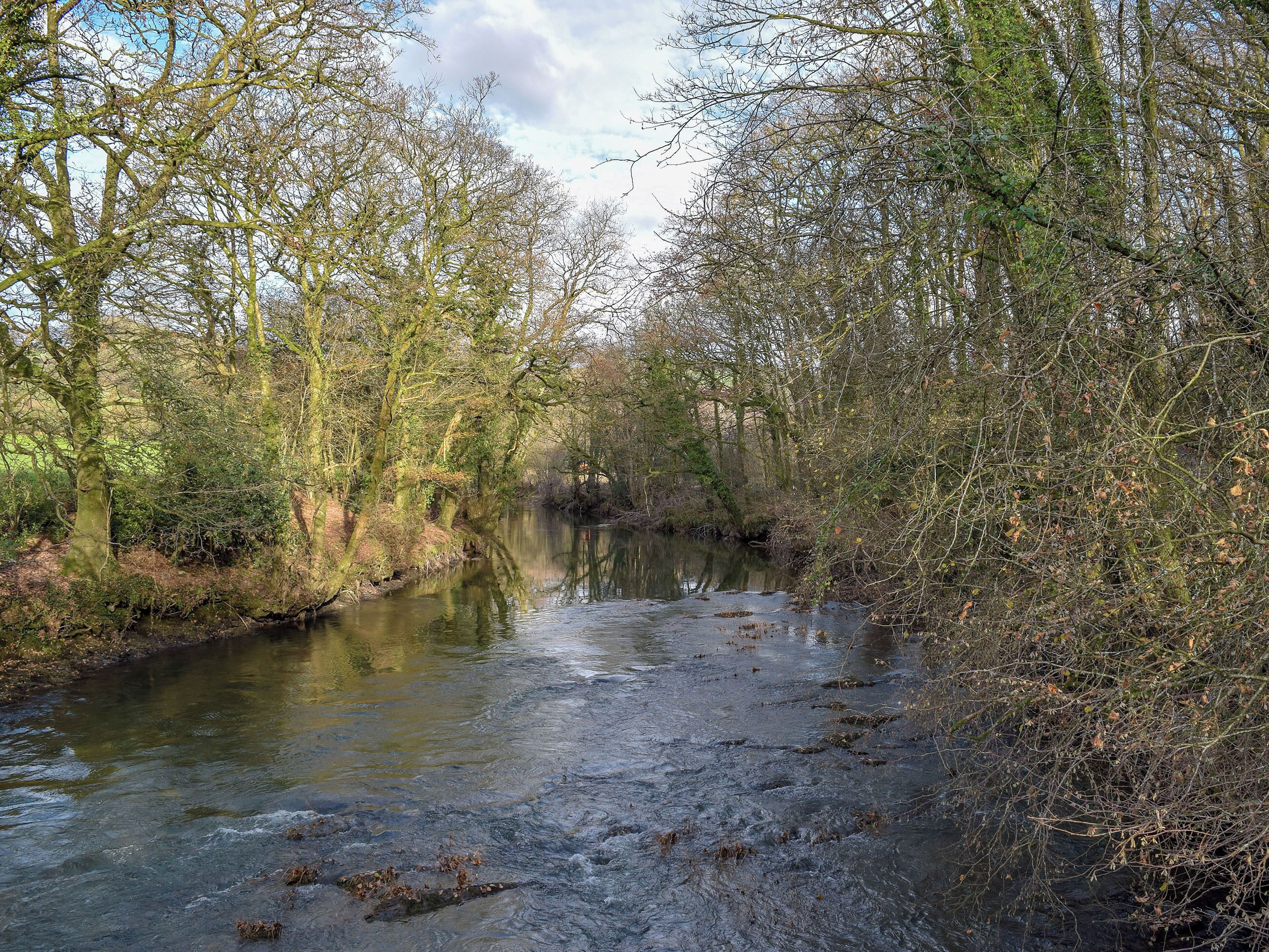 A river flowing through a densely wooded area with trees and bushes on both sides.