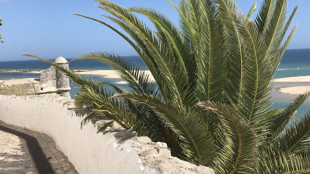 Vista sulla costa con un muro di pietra, palme e cielo azzurro intenso.