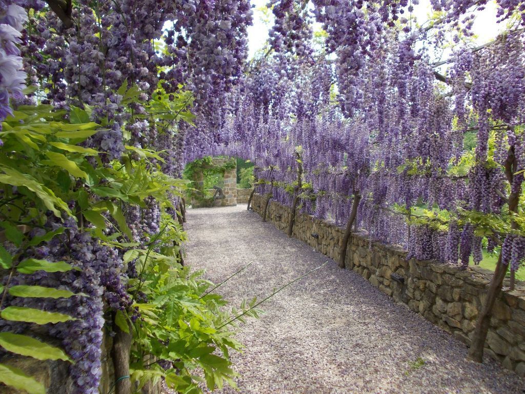A gravel pathway flanked by purple wisteria vines and stone walls.