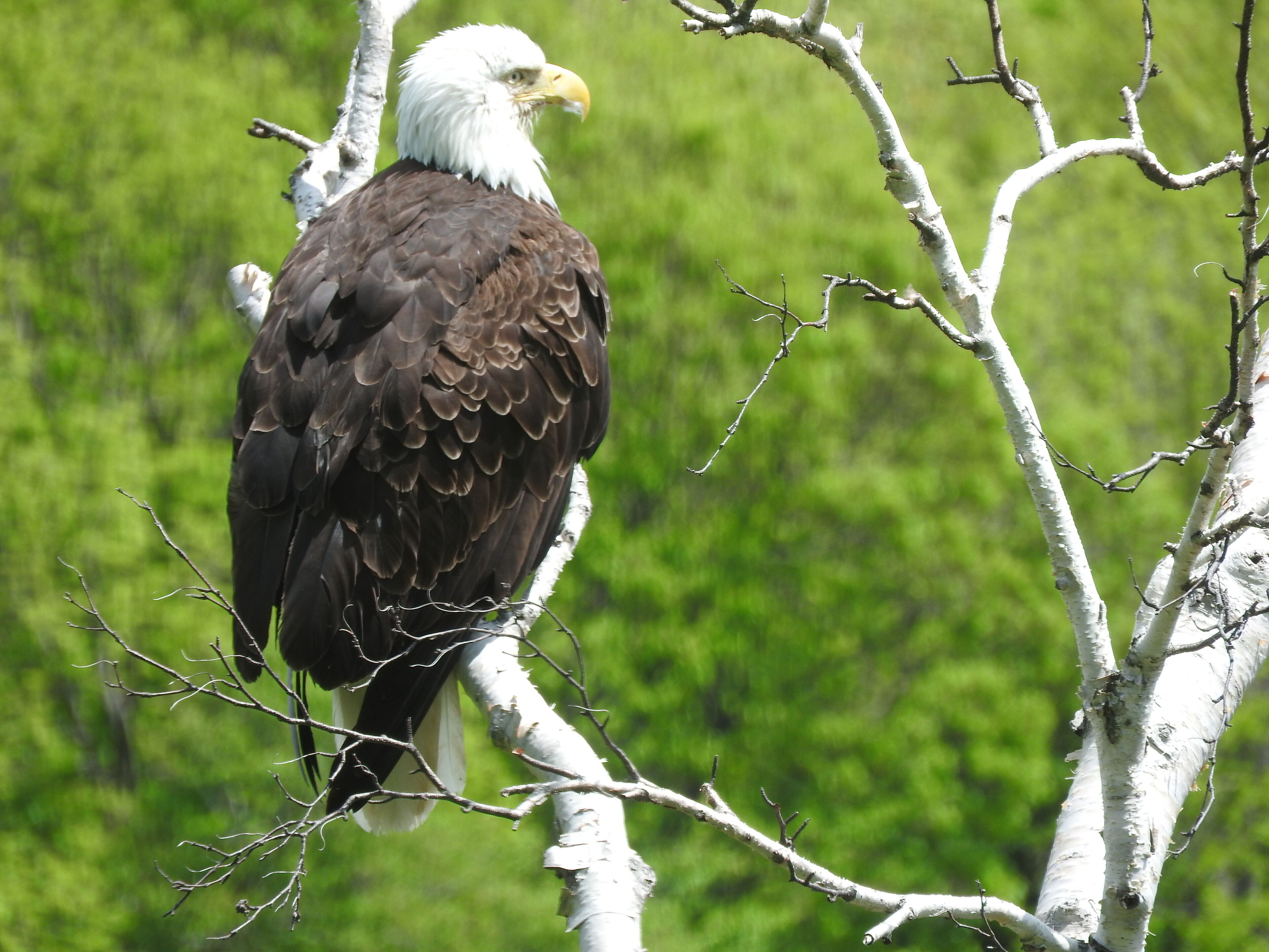 An eagle perched on a tree branch.