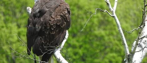 An eagle perched on a tree branch.