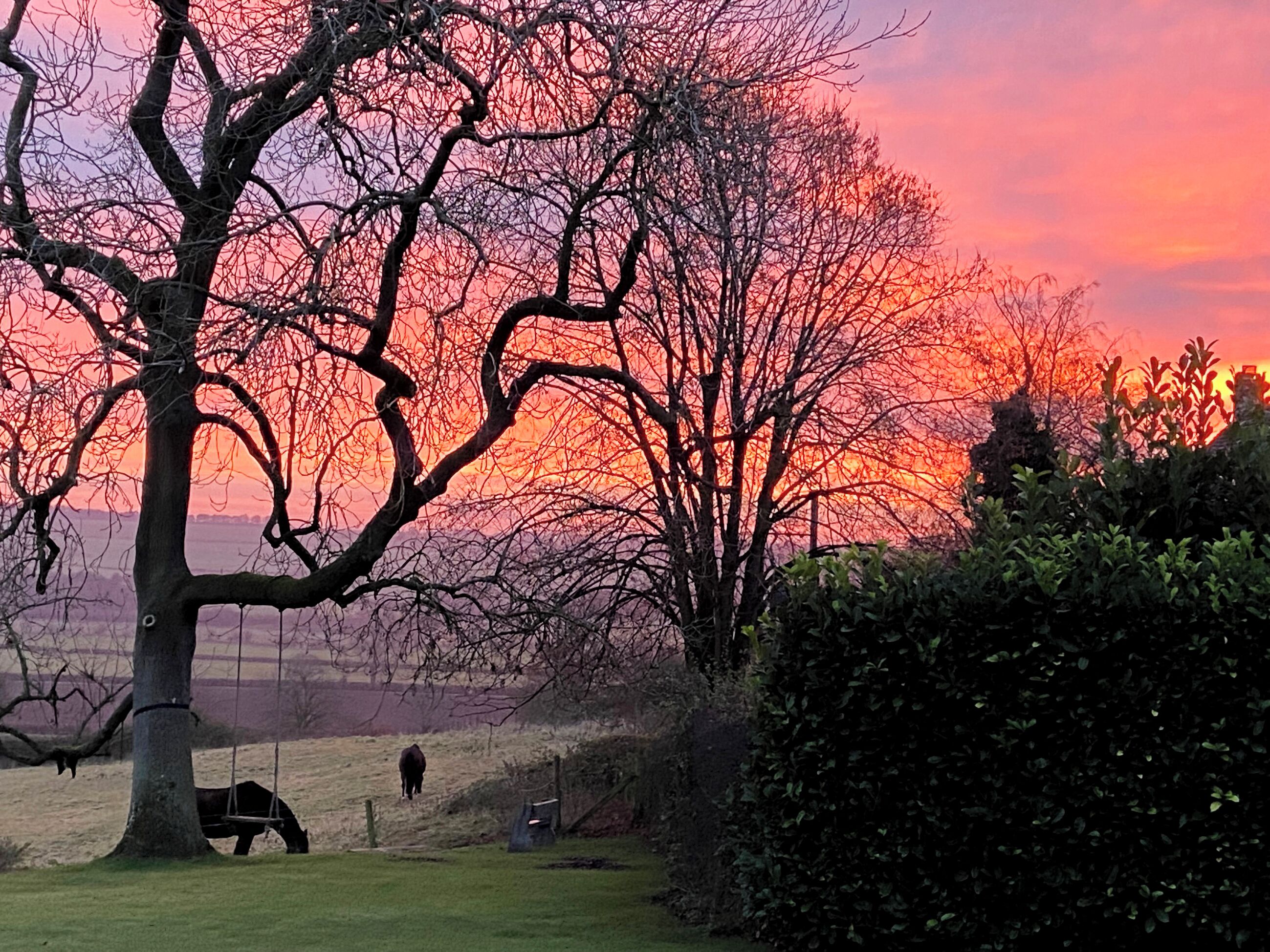 Un arbre avec une balançoire, une vache qui broute et un coucher de soleil en arrière-plan.