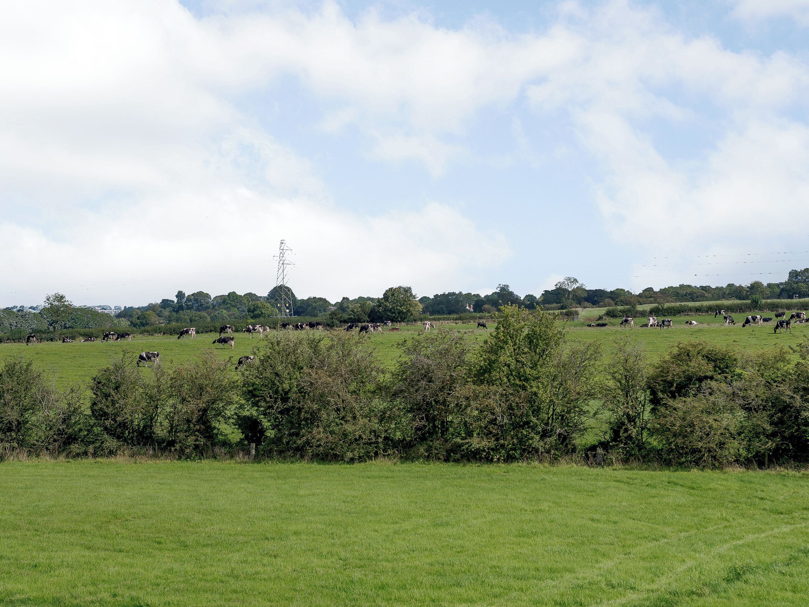 A wide-open field with scattered trees and a distant power line tower.