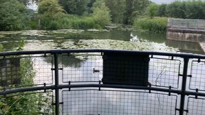 Un río con nenúfares y árboles al fondo.