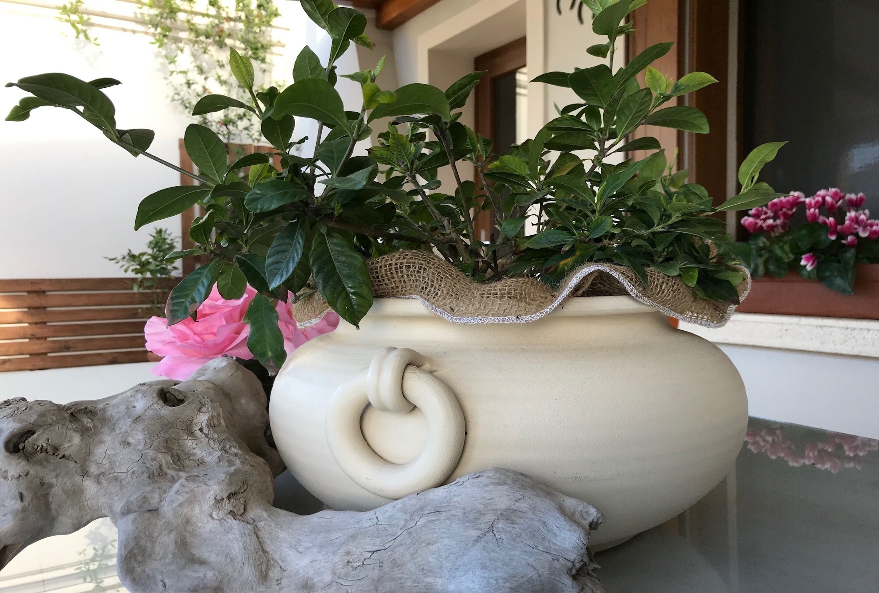 A potted plant with green leaves and a burlap-wrapped pot on a table.
