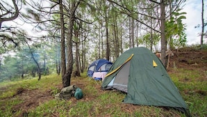 Een bebost gebied met een groene tent en een blauwe tent op de grond.