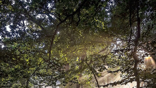 A wooden staircase leading up to a platform surrounded by trees, with sunlight filtering through the leaves.