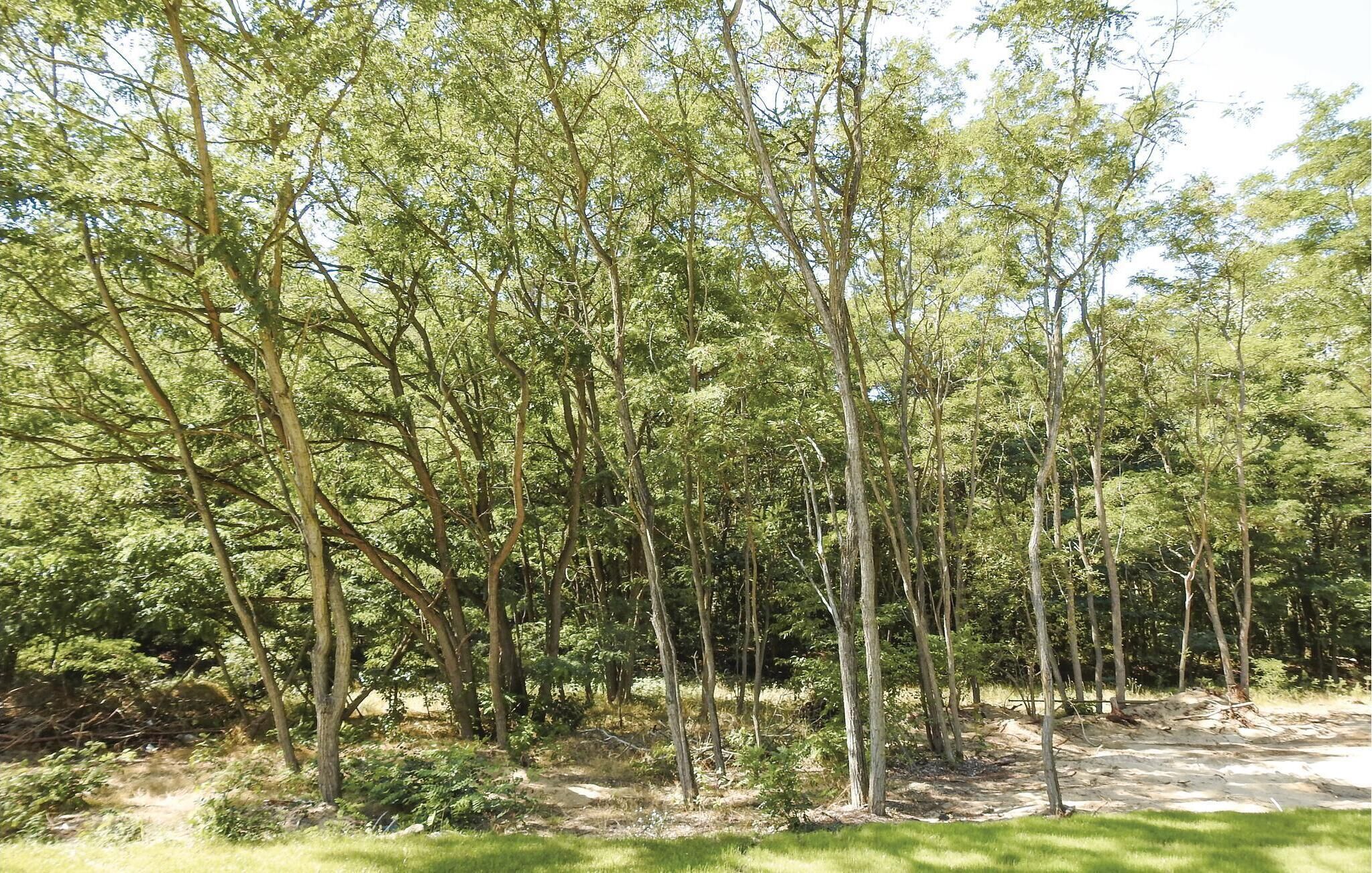 A dense forest with tall trees and a dirt path.