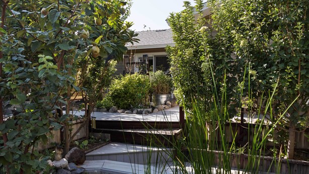 Um jardim com lago, deck de madeira e diversas plantas.