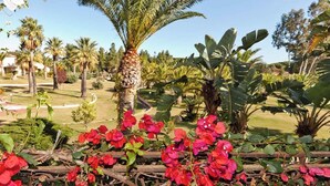 A garden with bougainvillea flowers, palm trees, and a variety of other tropical plants. - Studio with air conditioning (Pula Sardinien)