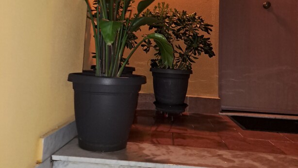 A staircase with potted plants on the steps.