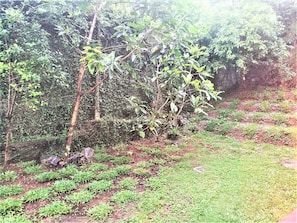 A garden with various plants and trees, a dirt path, and a stone wall. - Bhakthi Yoga Sri Lanka (Colombo)
