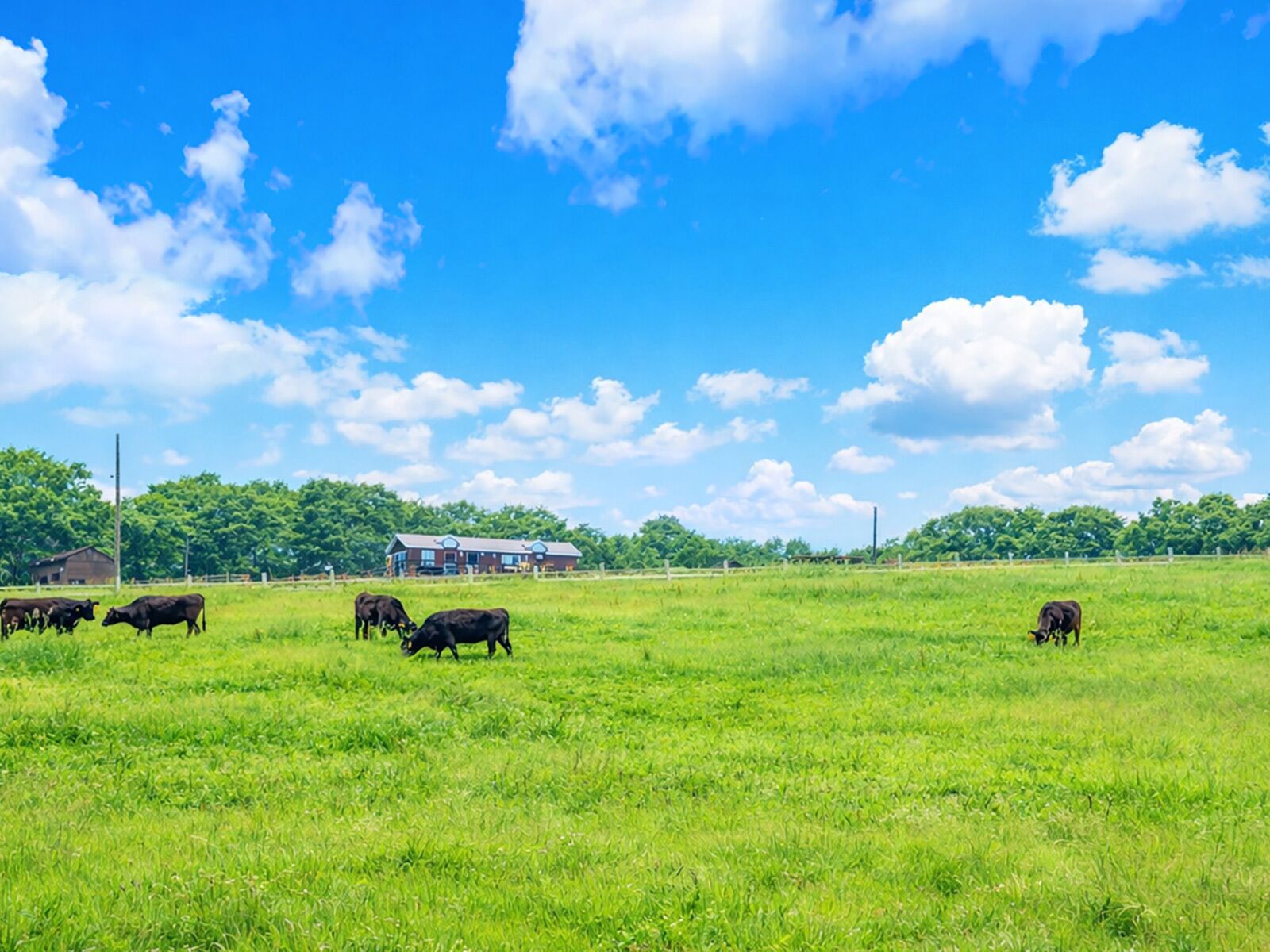 Un paysage rural avec un champ d’herbe, quelques vaches et un bâtiment en arrière-plan.