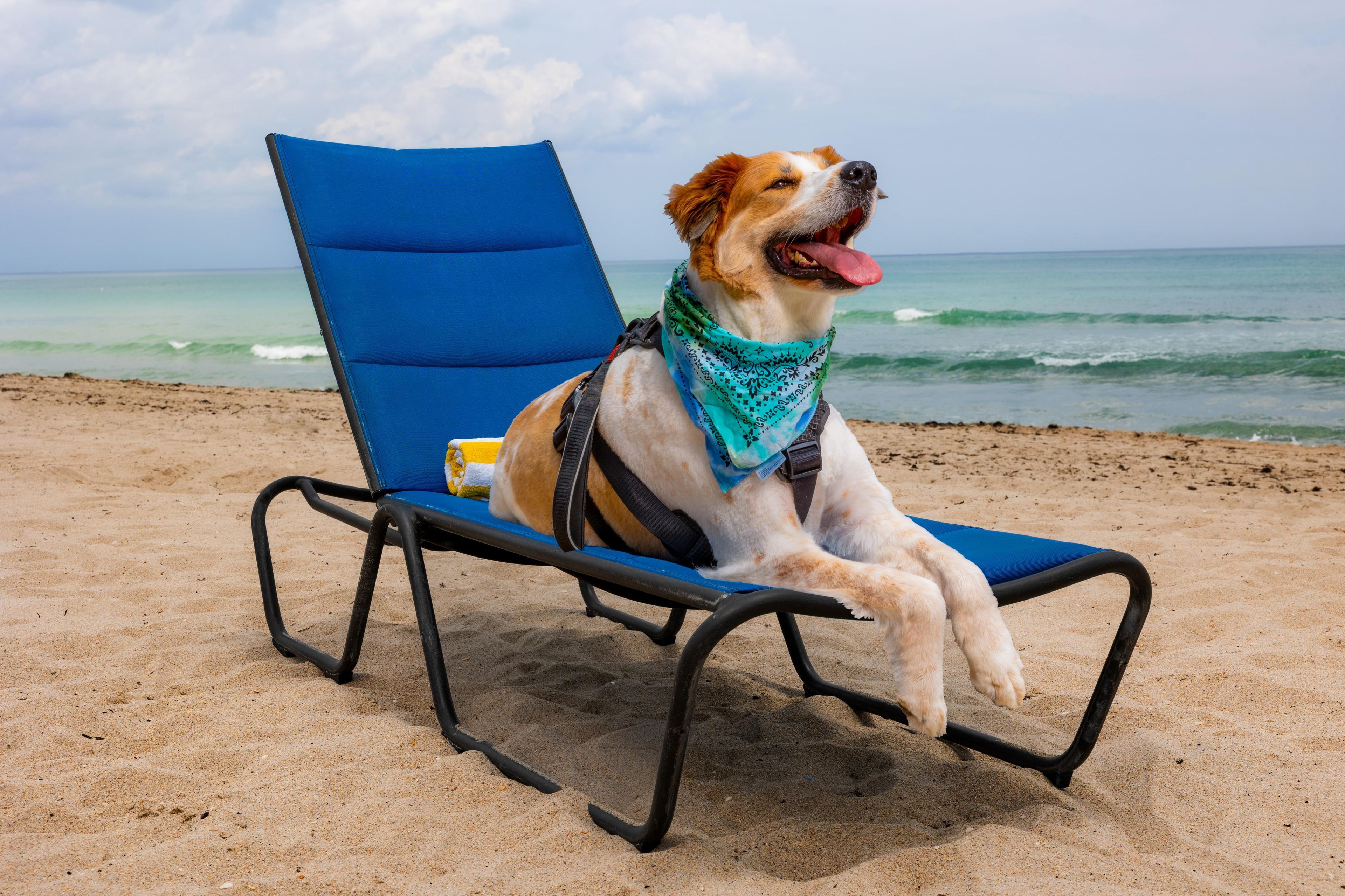 A dog sitting on a blue beach chair with a blue bandana, on a sandy beach with the ocean in the background.