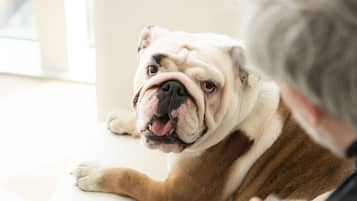A person sitting with a bulldog on a white couch, reading a magazine.