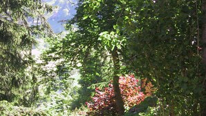 A dense forest with a variety of trees and shrubs, including some with red leaves. - B&B Arche de Noé (Bagnes)