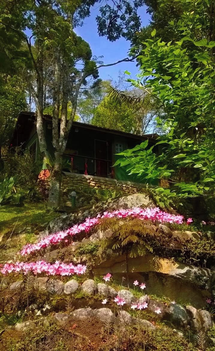 A serene garden with a small pond, surrounded by lush greenery and pink flowers.